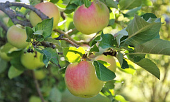 Яблоня домашняя 'Синап орловский' (Malus 'Sinap orlovskiy')