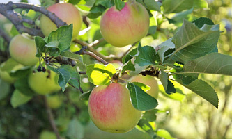 Яблоня домашняя 'Синап орловский' (Malus 'Sinap orlovskiy')