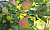 Яблоня домашняя 'Синап орловский' (Malus 'Sinap orlovskiy')