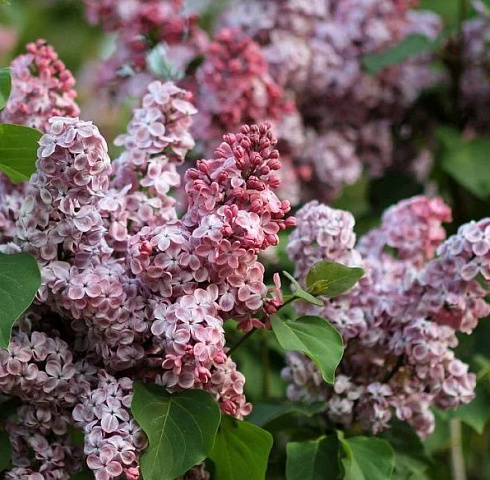 Сирень обыкновенная 'Мулатка' (Syringa vulgaris 'Мулатка')