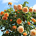 roza-kroun-princessa-margaret-rose-crown-princess-margareta-raskidistyj-kust