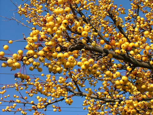 Яблоня декоративная 'Wintergold' (Malus 'Wintergold')1