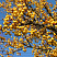 Яблоня декоративная 'Wintergold' (Malus 'Wintergold')1