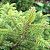 Ель обыкновенная (Picea abies)