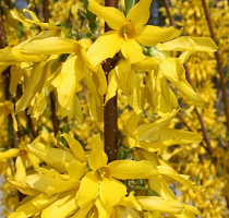 Форзиция 'Линвуд' (Forsythia 'Lynwood')