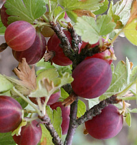 Крыжовник 'Хиннонмаен пунайнен' (Ribes uvacrispa 'Hinnonmainen punainen')