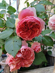 Роза 'Чиппендейл' (Rose 'Chippendale')