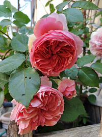 Роза 'Чиппендейл' (Rose 'Chippendale')