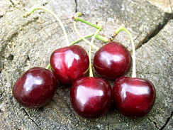 Дюк 'Кормилица' (Cerasus avium 'Kormilica')