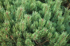 Сосна горная 'Майерс Дварф' (Pinus mugo 'Mayers Dwarf')