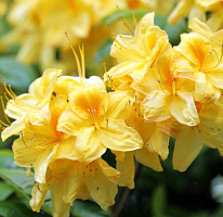Рододендрон листопадный 'Кнап Хилл' Гибралтар (Rhododendron Knap Hill gelb)