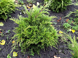 Можжевельник пфицериана 'Олд Голд' (Juniperus pfitzeriana 'Old Gold')