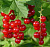 Смородина красная 'Красная Андрейченко' (Ribes rubrum 'Красная Андрейченко')
