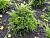 Можжевельник пфицериана 'Олд Голд' (Juniperus pfitzeriana 'Old Gold')