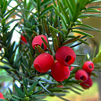 Тисс ягодный 'Соната' (Taxus baccata 'Sonata')