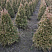 tuya-zapadnaya-stolvik-thuja-occidentalis-stolwijk-sazhency-zimoj