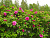 Роза ругоза (шиповник) (Rosa rugosa)