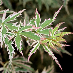 Клен веерный 'Батерфляй' (Acer palmatum 'Butterfly')