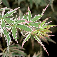 Клен веерный 'Батерфляй' (Acer palmatum 'Butterfly')
