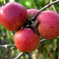 Яблоня домашняя 'Беркутовское' (Malus domestica 'Беркутовское')