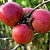 Яблоня домашняя 'Беркутовское' (Malus domestica 'Беркутовское')