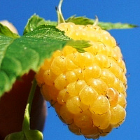 Малина желтая 'Желтый гигант' (Rubus idaeus ''Желтый гигант'')