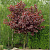 Клен остролистный 'Кримсон Кинг' (Acer platanoides 'Crimson King')