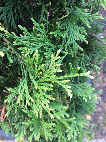 tuya-zapadnaya-stolvik-thuja-occidentalis-stolwijk-hvoya