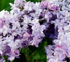 Сирень обыкновенная 'Небо Москвы' (Syringa vulgaris 'Небо Москвы')