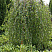 bereza-yungi-betula-youngi-krona-900x1350