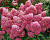 Гортензия метельчатая 'Петит Флори' (Hydrangea paniculata 'Petite Flori')