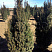 tiss-yagodnyj-taxus-baccata-overeynderii-derevo.jpg