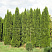 tuya-zapadnaya-smaragd-thuja-occidentalis-smaragd-derevya