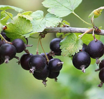 Йошта 'Моро' (Ribes x nidigrolaria 'Moro')