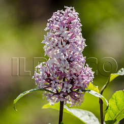 Сирень венгерская (Syringa josikaea)