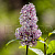 Сирень венгерская (Syringa josikaea)