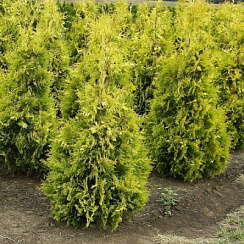 Туя западная 'Голден Риббон' (Thuja occidentalis 'Golden Ribbon')