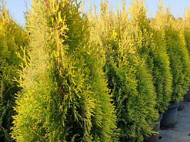 Туя западная 'Голден Смарагд' (Thuja occidentalis 'Golden Smaragd' )