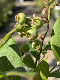 Голубика высокорослая 'Эллиот' (Vaccinium corymbosum 'Elliot')
