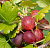 Крыжовник бесшипный 'Сириус' (Ribes 'Сириус')