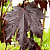 Клен остролистный 'Роял Ред' (Acer platanoides 'Royal Red')