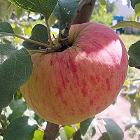 Яблоня домашняя 'Орловим' (Malus domestica 'Орловим')