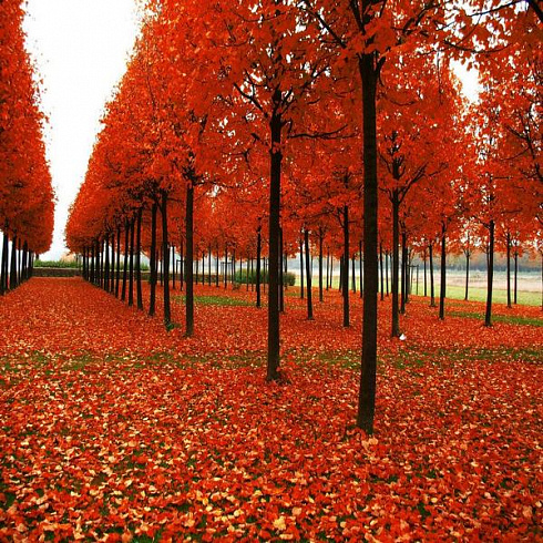 acer-platanoides-reitenbachii-plody-i-listya