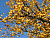Яблоня декоративная 'Винтерголд' (Malus 'Wintergold')