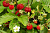 Земляника в сортах (Fragaria в сортах)