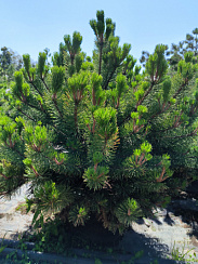 Сосна горная 'Унцината' (Pinus Uncinata)