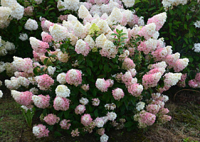 Гортензия метельчатая 'Фрайз Мельба' (Hydrangea paniculata 'Fraise Melba')