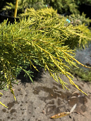 Можжевельник пфицериана 'Сайбрук Голд' (Juniperus pfitzeriana 'Saybrook Gold')