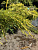 Можжевельник пфицериана 'Сайбрук Голд' (Juniperus pfitzeriana 'Saybrook Gold')