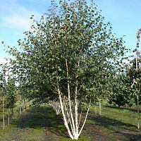 Береза полезная 'Дооренбос' (Betula utilis 'Doorenbos')